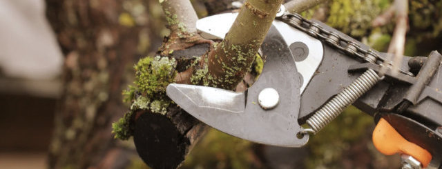 Fruit Tree Pruning