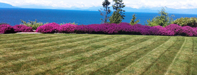 lawn mowing and cutting